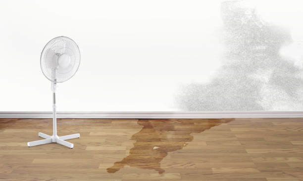 Best Mold removal after water damage  in Kaser, NY